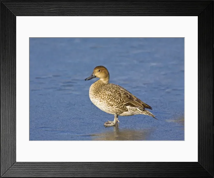 Framed Print : Northern Pintail - female in winter. Connecticut in January Framed Print : Northern Pintail - female in winter. Connecticut in January