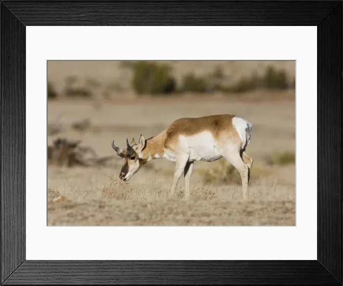 Framed Print : Pronghorn - on plains in New Mexico. February Framed Print : Pronghorn - on plains in New Mexico. February