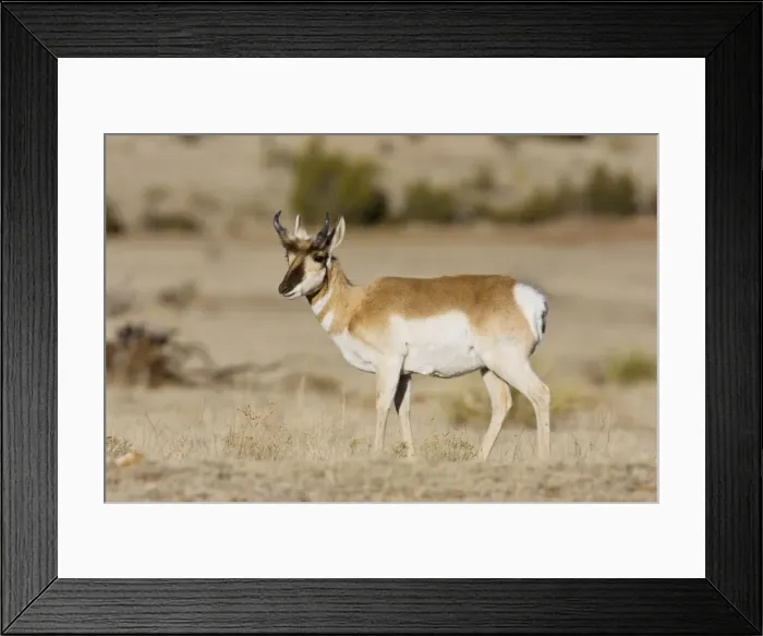 Framed Print : Pronghorn - on plains in New Mexico. February Framed Print : Pronghorn - on plains in New Mexico. February