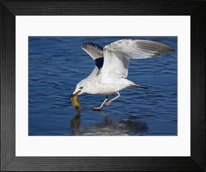 Framed Print : Ring-billed Gull - in first winter plumage with fish. Connecticut in January Framed Print : Ring-billed Gull - in first winter plumage with fish. Connecticut in January