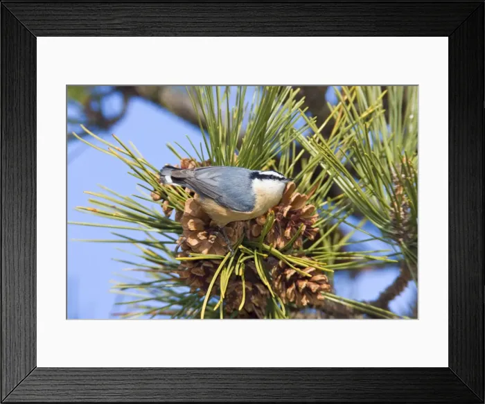 Framed Print : Red-breasted Nuthatch - in winter feeding on pine cone seeds. Connecticut in January Framed Print : Red-breasted Nuthatch - in winter feeding on pine cone seeds. Connecticut in January