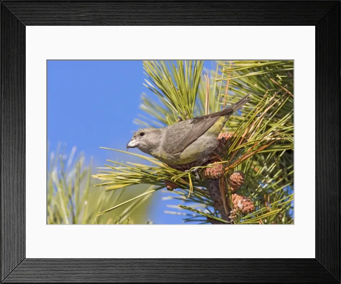 Framed Print : Red crossbill - female type in winter. Connecticut in January Framed Print : Red crossbill - female type in winter. Connecticut in January