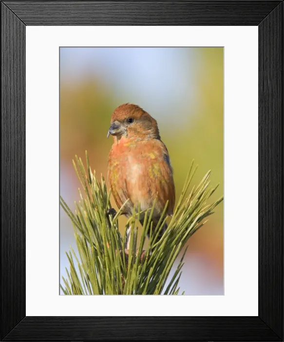 Framed Print : Red crossbill - male in winter. Connecticut in January Framed Print : Red crossbill - male in winter. Connecticut in January