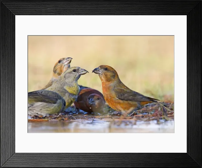 Framed Print : Red Crossbill's - bathing in thawed puddle. Connecticut in January Framed Print : Red Crossbill's - bathing in thawed puddle. Connecticut in January
