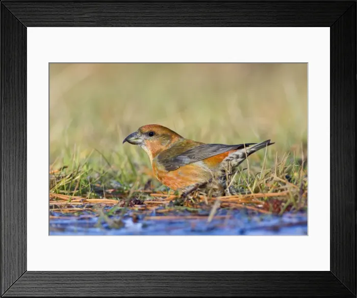 Framed Print : Red Crossbill - male bathing in winter. Connecticut in January Framed Print : Red Crossbill - male bathing in winter. Connecticut in January