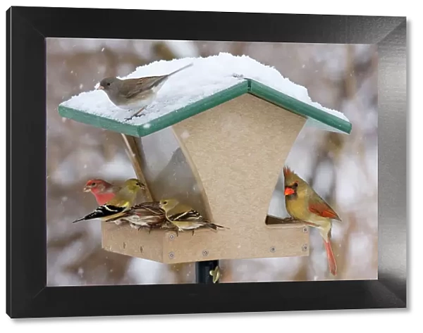 Recycled bird feeder - in winter with cardinal, house finch, junco and goldfinch. Connecticut in February
