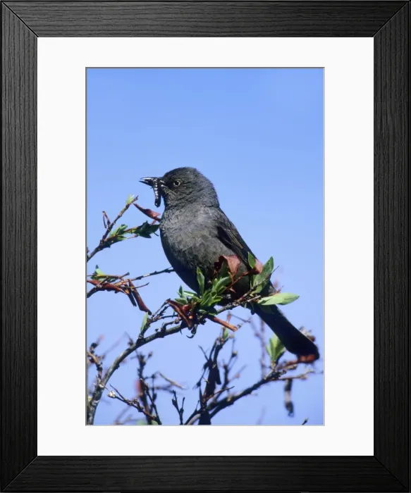 Framed Print : Rusty Blackbird Outside of Nome Alaska on the Seward Peninsula in June Framed Print : Rusty Blackbird Outside of Nome Alaska on the Seward Peninsula in June