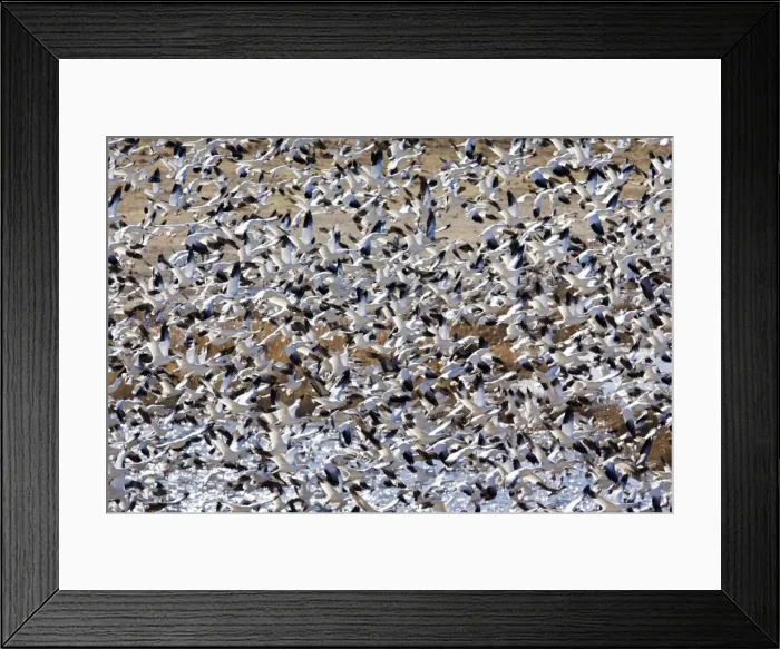 Framed Print : Snow Goose - in winter. Texas Panhandle in January Framed Print : Snow Goose - in winter. Texas Panhandle in January
