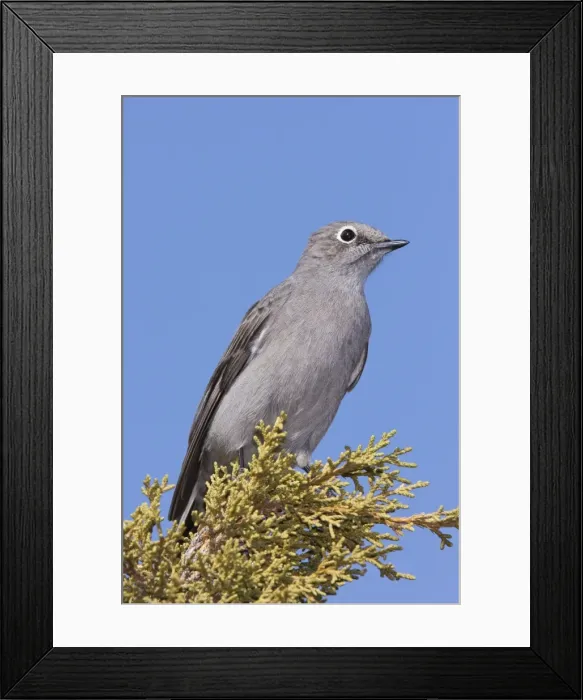 Framed Print : Townsend's Solitaire New Mexico in February Framed Print : Townsend's Solitaire New Mexico in February