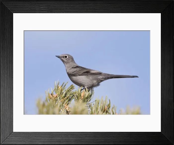 Framed Print : Townsend's Solitaire New Mexico in February