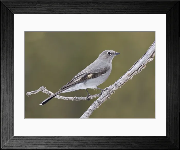 Framed Print : Townsend's Solitaire New Mexico in February Framed Print : Townsend's Solitaire New Mexico in February