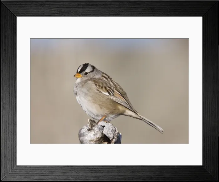 Framed Print : White-crowned Sparrow New Mexico in January Framed Print : White-crowned Sparrow New Mexico in January