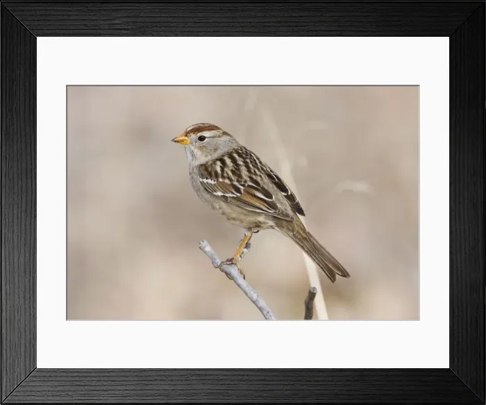 Framed Print : White-crowned Sparrow - immature in winter. New Mexico in February Framed Print : White-crowned Sparrow - immature in winter. New Mexico in February
