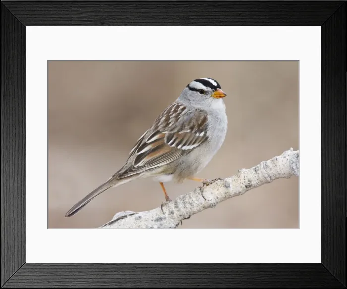 Framed Print : White-crowned Sparrow - adult in winter. New Mexico in February Framed Print : White-crowned Sparrow - adult in winter. New Mexico in February