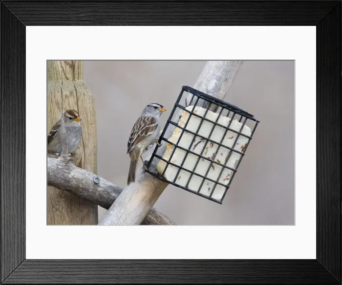 Framed Print : White-crowned Sparrow - eating suet. New Mexico in February Framed Print : White-crowned Sparrow - eating suet. New Mexico in February
