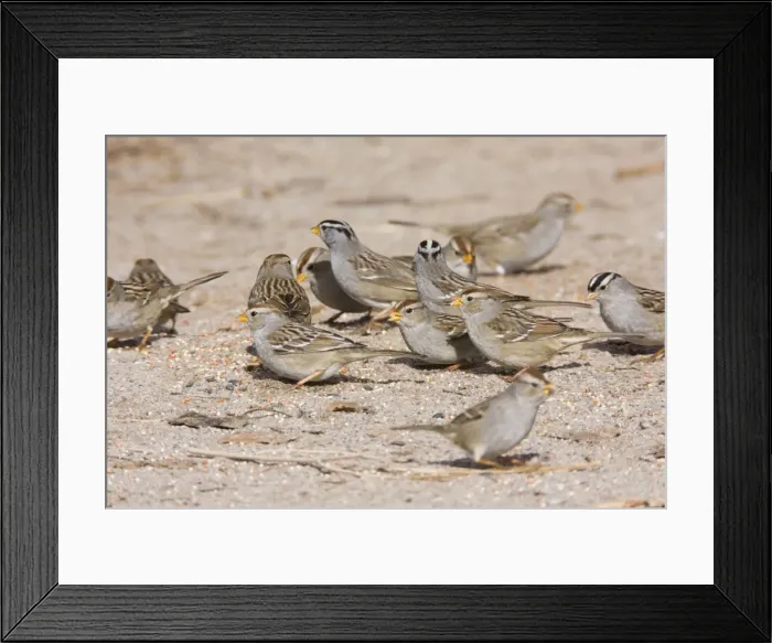 Framed Print : White-crowned Sparrow - flock in winter. New Mexico in February Framed Print : White-crowned Sparrow - flock in winter. New Mexico in February