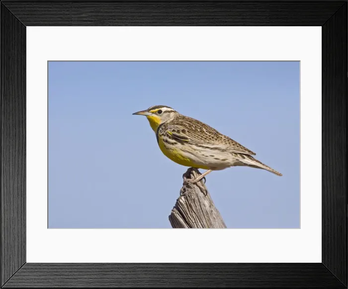 Framed Print : Western Meadowlark - in winter. Texas Panhandle in February Framed Print : Western Meadowlark - in winter. Texas Panhandle in February