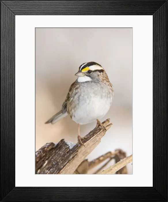Framed Print : White-throated Sparrow - in winter. Connecticut in December Framed Print : White-throated Sparrow - in winter. Connecticut in December
