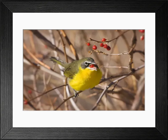 Framed Print : Yellow-breasted Chat - in winter. Connecticut Framed Print : Yellow-breasted Chat - in winter. Connecticut