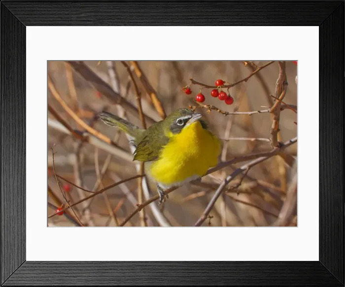 Framed Print : Yellow-breasted Chat - in winter. Connecticut Framed Print : Yellow-breasted Chat - in winter. Connecticut