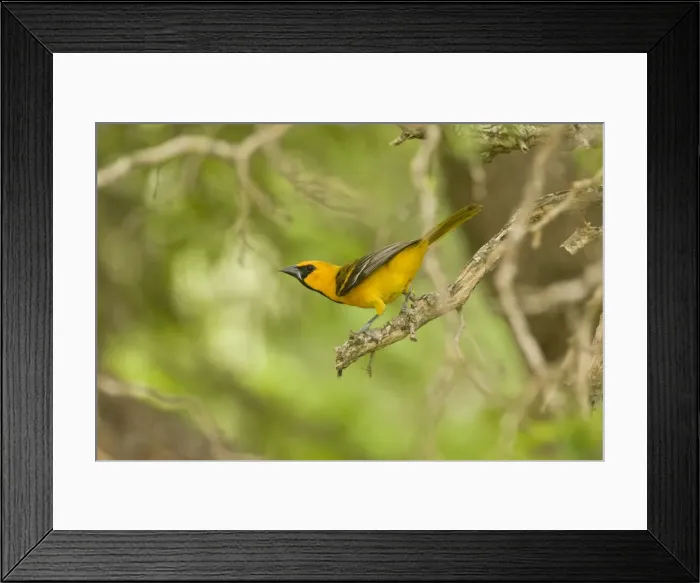 Framed Print : Altamira Oriole South Texas in April Framed Print : Altamira Oriole South Texas in April