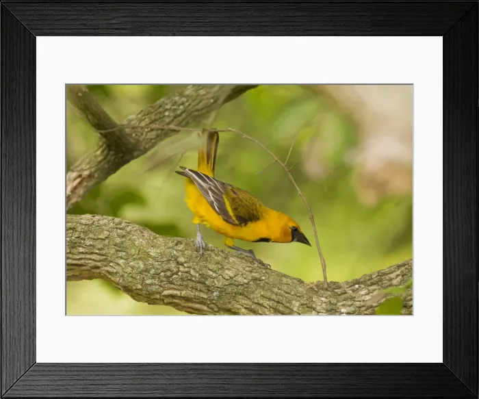 Framed Print : Altamira Oriole South Texas in April Framed Print : Altamira Oriole South Texas in April