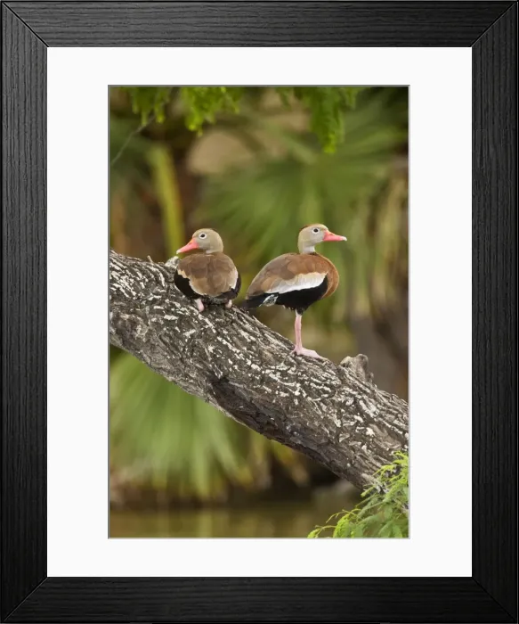 Framed Print : Black-bellied Whistling Duck South texas in March Framed Print : Black-bellied Whistling Duck South texas in March