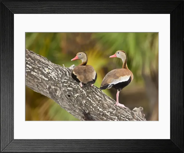 Framed Print : Black-bellied Whistling Duck South texas in March Framed Print : Black-bellied Whistling Duck South texas in March