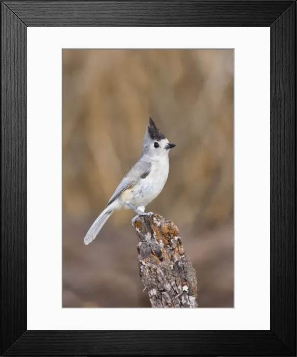 Framed Print : Tufted / Black-crested / Mexican Titmouse. South Texas Framed Print : Tufted / Black-crested / Mexican Titmouse. South Texas