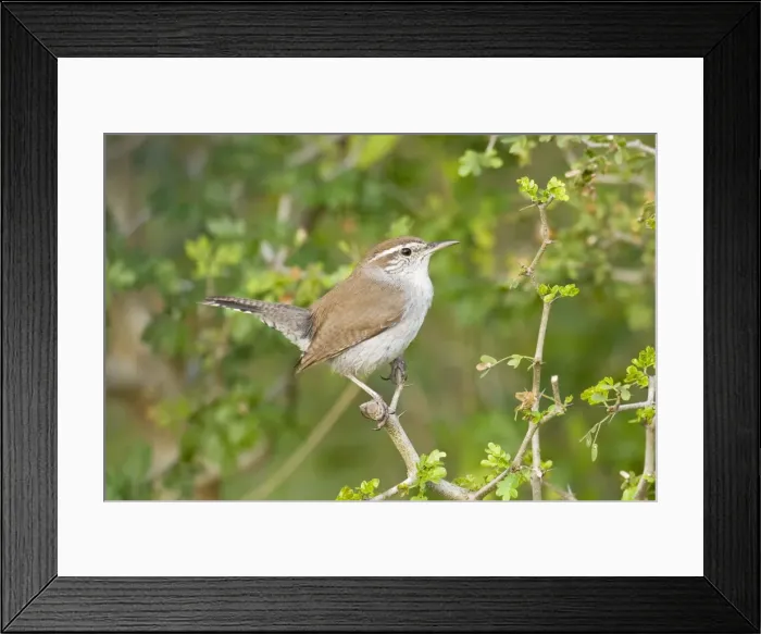 Framed Print : Bewick's Wren South Texas in March Framed Print : Bewick's Wren South Texas in March