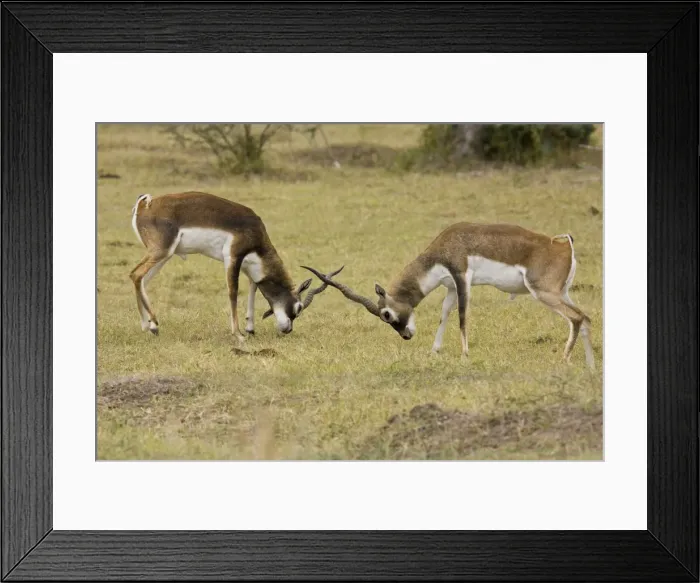 Framed Print : Blackbuck - originated mainly in India but have been introduced and now occur in the wild in the thousands Framed Print : Blackbuck - originated mainly in India but have been introduced and now occur in the wild in the thousands