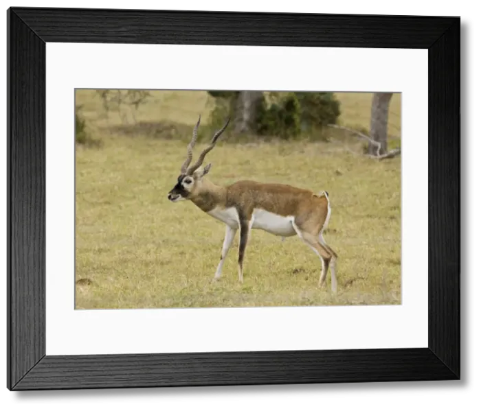 Framed Print : Blackbuck originated mainly in India but have been introduced and now occur in the wild in the thousands Framed Print : Blackbuck originated mainly in India but have been introduced and now occur in the wild in the thousands