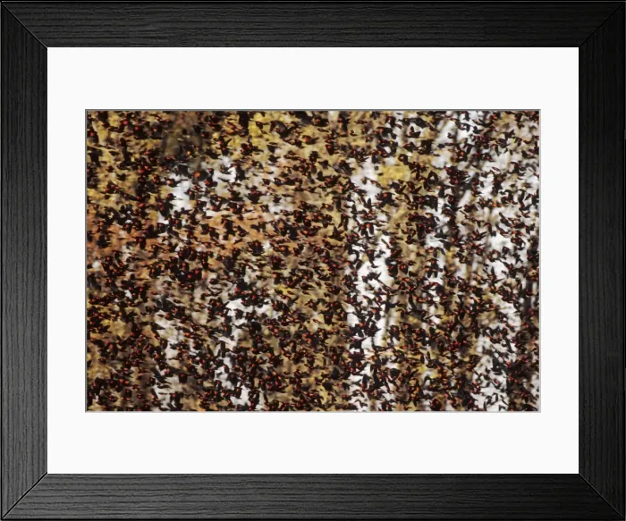Framed Print : Red-winged Blackbird - flock in fall. Connecticut Framed Print : Red-winged Blackbird - flock in fall. Connecticut