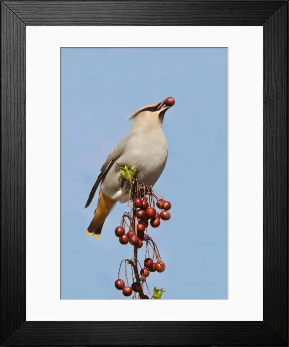 Framed Print : Bohemian Waxwing Connecticut in April Framed Print : Bohemian Waxwing Connecticut in April