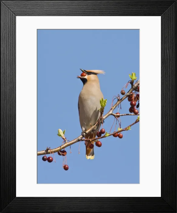 Framed Print : Bohemian Waxwing Connecticut in April Framed Print : Bohemian Waxwing Connecticut in April