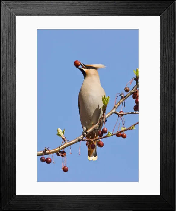 Framed Print : Bohemian Waxwing Connecticut in April Framed Print : Bohemian Waxwing Connecticut in April