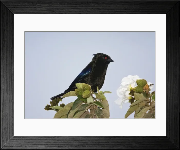 Framed Print : Bronzed Cowbird - male. South Texas Framed Print : Bronzed Cowbird - male. South Texas