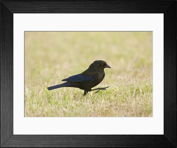 Framed Print : Bronzed Cowbird - male. South Texas
