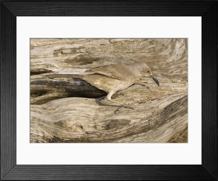 Framed Print : Curve-billed Thrasher South Texas Framed Print : Curve-billed Thrasher South Texas