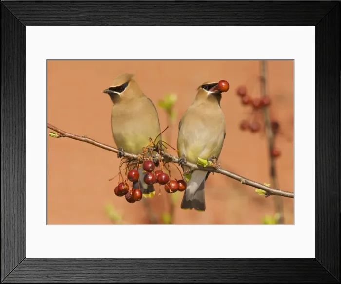 Framed Print : Cedar Waxwing Connecticut in April Framed Print : Cedar Waxwing Connecticut in April