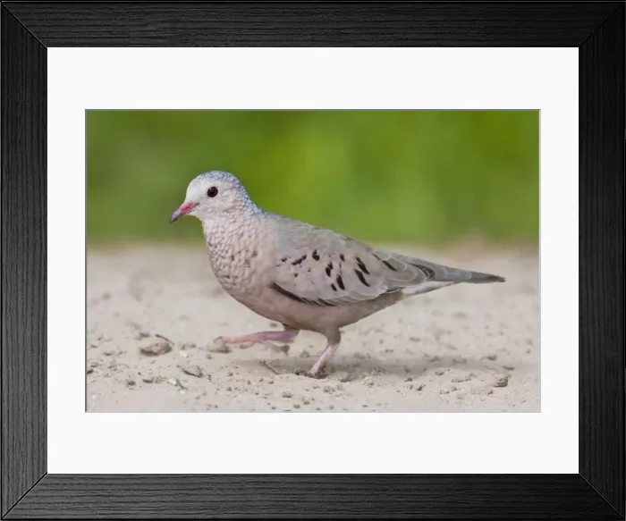 Framed Print : Common Ground Dove South Texas in March Framed Print : Common Ground Dove South Texas in March