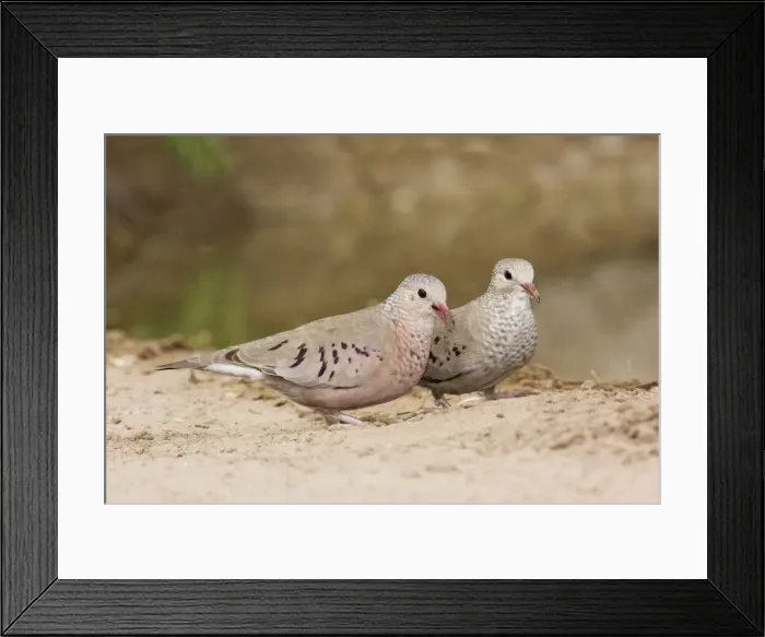 Framed Print : Common Ground Dove South Texas in March Framed Print : Common Ground Dove South Texas in March