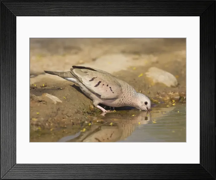 Framed Print : Common Ground Dove South Texas in March Framed Print : Common Ground Dove South Texas in March