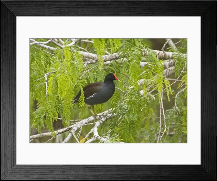 Framed Print : Common Moorhen South Texas in March Framed Print : Common Moorhen South Texas in March