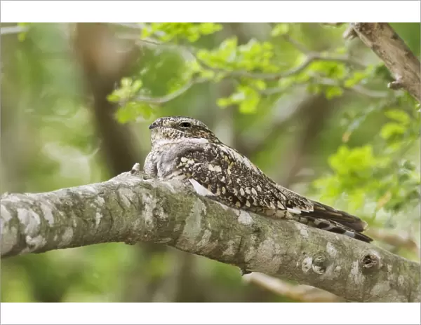 Common Nighthawk South Texas in April