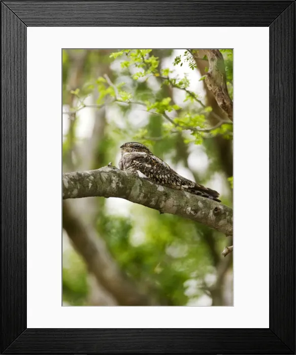 Framed Print : Common Nighthawk South Texas in April Framed Print : Common Nighthawk South Texas in April