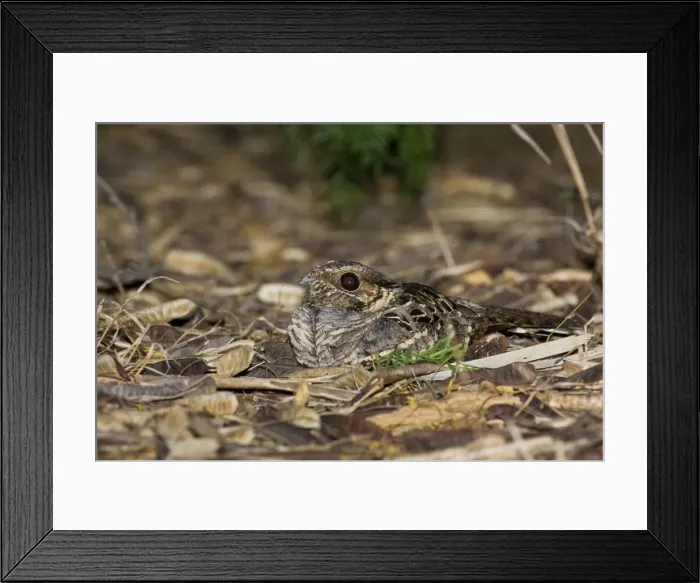 Framed Print : Common Pauraque nest South Texas in April Framed Print : Common Pauraque nest South Texas in April