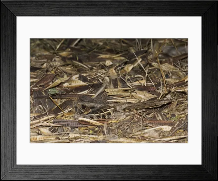Framed Print : Common Pauraque - in nest South Texas in April Framed Print : Common Pauraque - in nest South Texas in April
