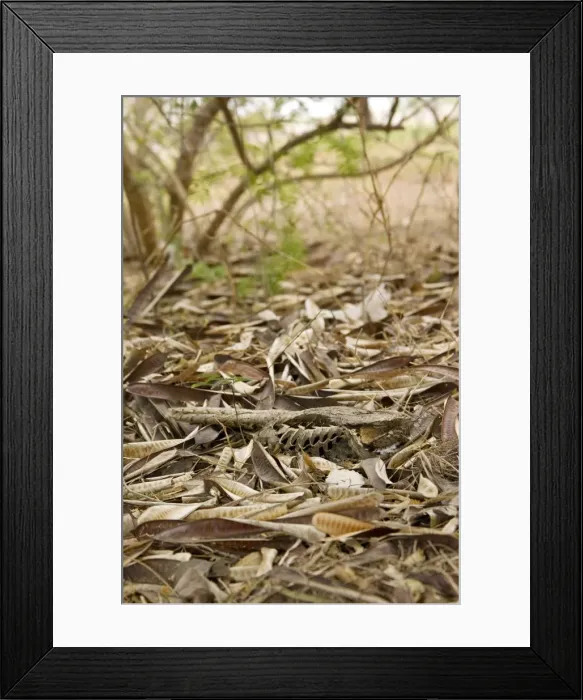Framed Print : Common Pauraque - in nest South Texas in April Framed Print : Common Pauraque - in nest South Texas in April