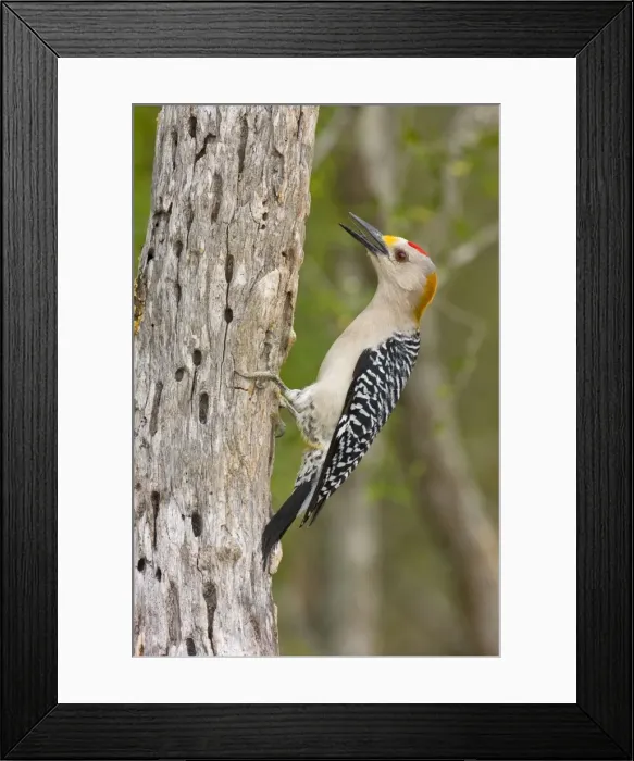 Framed Print : Golden-fronted Woodpecker South Texas Framed Print : Golden-fronted Woodpecker South Texas